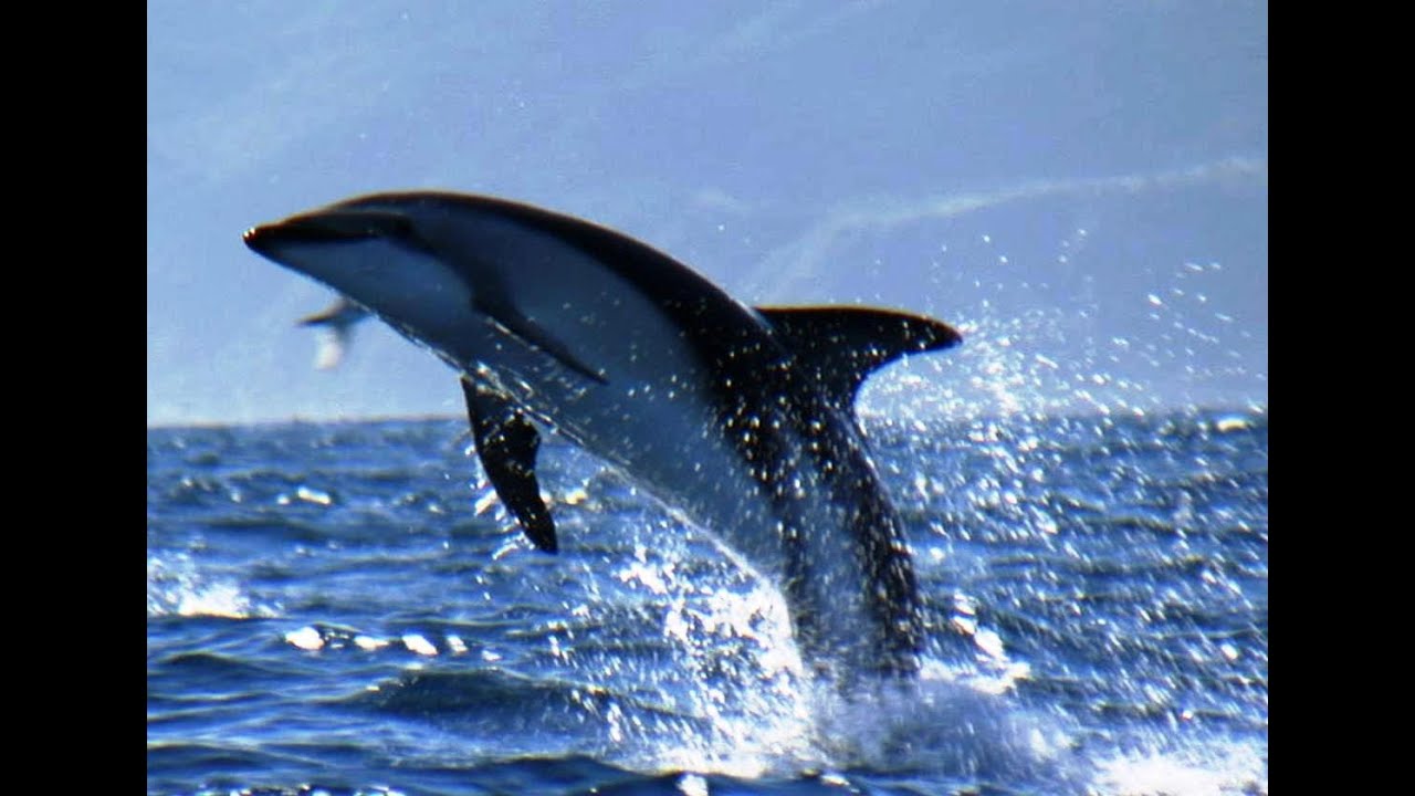 Dusky dolphin pictures